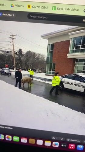 Police pig incident and soccer player sighting in Batumi