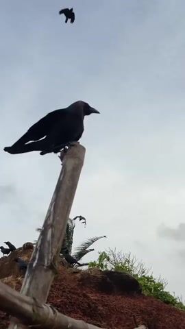 A crow is perched on a wooden pole against a cloudy sky. Several other crows are visible on a reddish-brown mound behind the pole, some of which are in flight or have their wings spread. Vegetation, including palm fronds, can be seen on the mound. The shot is from a low angle, looking upwards.