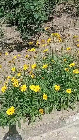 The video shows a close-up view of a bed of yellow flowers, likely Coreopsis, swaying gently in the breeze. The flowers are in full bloom and have bright yellow petals surrounding a dark center. The plants are lush with green leaves and stems. Behind the yellow flowers, there are other plants, including what appears to be a rose bush with some red blooms visible at the top left of the frame. The ground beneath the plants is covered in dry soil and small pebbles. The scene is outdoors, likely in a garden or park, on a sunny day. The camera is positioned at a low angle, focusing on the flowers. The video is short, lasting only a few seconds, and there are no people or animals visible. There is some digital artifacting on the right edge of the video.