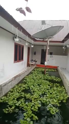 The video pans across a covered outdoor area adjacent to a house. In the foreground, a long, rectangular fishpond is filled with numerous water hyacinths. The water's surface is rippled, indicating that it is raining. Along the side of the house, several white hanging planters are visible, some containing plants. A satellite dish is mounted on a pole extending over the pond. A white bird stands on a wooden structure within the pond. Doors and windows of the house are visible in the background. The overall environment appears to be a residential backyard.