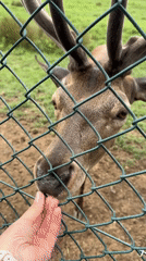 Children Feed Deer at Wildlife Enclosure During Family Visit