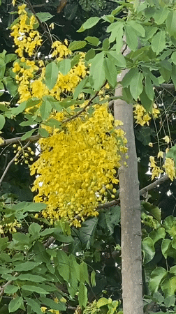 Evening documentation of nature and objects in Baan Kai