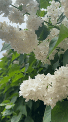 White lilacs bloom in Druzhba, Ukraine under overcast skies