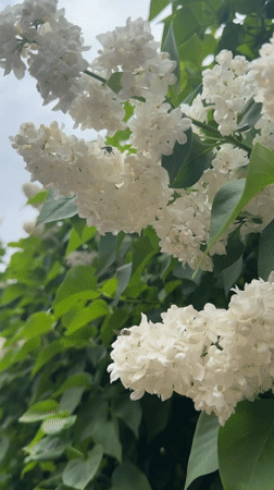 White lilacs bloom in Druzhba, Ukraine under overcast skies