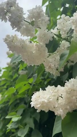 The video shows close-up footage of a white lilac bush with dense clusters of white flowers and green leaves. A small flying insect is briefly visible among the blossoms. The sky is overcast in the background.