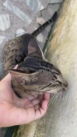 A person's hand gently strokes a tabby cat's head. The cat is lying down with its eyes closed, appearing relaxed. The cat has striped fur in shades of brown and black, with white whiskers. The background shows a tiled floor and a textured concrete wall. The video is shot from a high angle, looking down at the cat and hand.