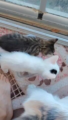 A white kitten with a black spot on its head is in the foreground of the video, facing right. Behind it, a tabby kitten is seen with its rear end and tail sticking out of a clear plastic bottle. The kittens are on a patterned rug near a window. The tabby kitten wiggles and its tail moves in the bottle.