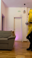 Digital content featuring cat and fashion hashtag captured in Bar