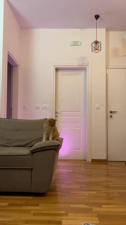 Digital content featuring cat and fashion hashtag captured in Bar