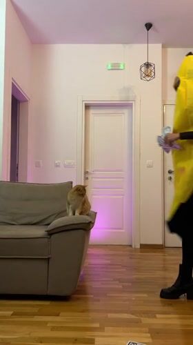 Digital content featuring cat and fashion hashtag captured in Bar