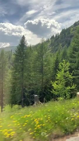 The video captures a scenic view from a moving vehicle, likely a train, traveling through a mountainous landscape. The foreground features a vibrant green meadow dotted with small yellow flowers. Several wooden fence posts are visible, indicating the boundary of the meadow. In the midground, a dense forest of tall evergreen trees covers the sloping hills. The trees are lush and healthy, creating a deep green texture across the mountainside. Beyond the forest, majestic mountain peaks rise into the sky, some capped with snow, suggesting a high altitude environment. The sky is a brilliant blue, partially obscured by large, fluffy white clouds that cast dynamic shadows on the landscape. Sunlight filters through the clouds, illuminating the scene and creating a bright, cheerful atmosphere. The movement of the vehicle is evident through the slight blur in the foreground and the continuous progression of the landscape.