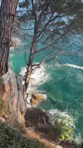 The video shows a view from a rocky cliff overlooking the sea.  The water is a clear turquoise color, and waves are crashing against the rocks below.  Pine trees grow on the cliff's edge, framing the scene. There are no people visible in the video. The camera pans slowly across the coastline.