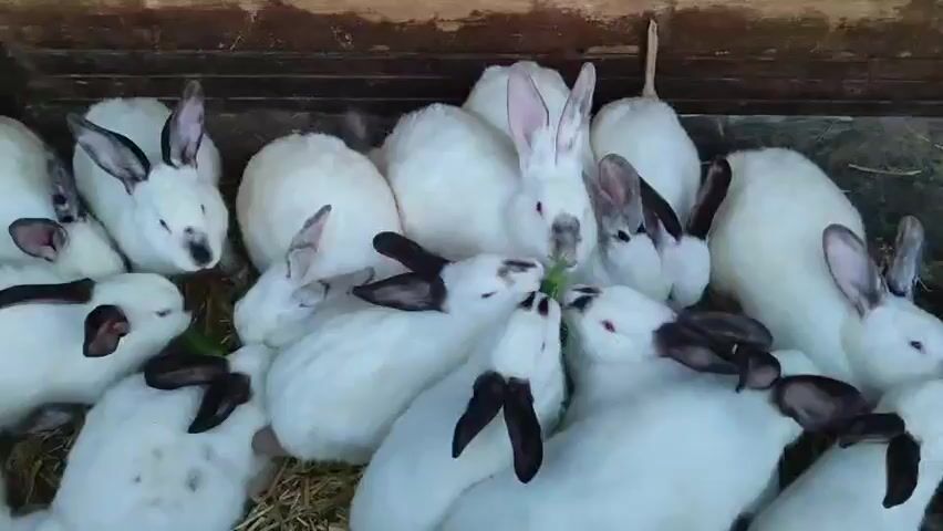The video shows a close-up, high-angle view of a large group of white rabbits in an enclosure. The rabbits are mostly white with black markings on their ears and faces. They are clustered together, many of them eating green leafy vegetables, presumably from a pile in the center of the group. The enclosure appears to be made of wood, with straw or hay on the ground. The lighting is dim, suggesting it might be indoors or at dusk. There are no people visible in the video. The rabbits are the sole focus of the scene.