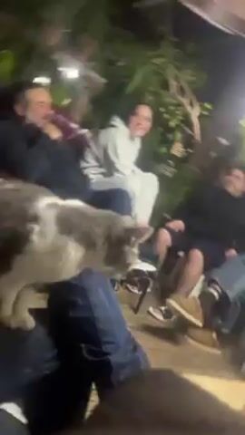 A group of six people are sitting outside at night, seemingly in a backyard or patio area. They appear to be conversing and laughing. A gray and white cat is in the foreground. The area is illuminated by overhead lighting, and there are plants visible in the background. Some of the people are seated on chairs while others are on the ground.