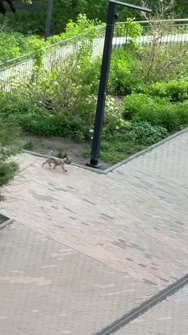 The video shows an overhead view of a small, light brown dog running across a paved area. The area is patterned with grey bricks, and there are long, darker grey strips running across the surface. The dog runs towards a woman in a pink shirt and blue skirt who is pushing a person in a wheelchair. The woman is also followed by the dog. The area is bordered by green foliage and metal railings. A streetlamp is visible, as well as parts of buildings with glass windows and trees. A person walks past.