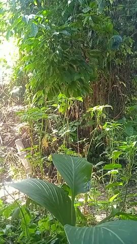 This is a close-up video of lush green foliage, with a focus on large, waxy leaves in the foreground. The background consists of a dense wall of various plants, vines, and trees, suggesting a natural, overgrown environment. Sunlight filters through the leaves, creating dappled lighting effects. There are no visible people or animals, and the scene is static, with only the subtle movement of leaves due to natural air currents. A single piece of white pipe is visible on the left side of the frame, partially obscured by vegetation. The overall impression is of a vibrant, verdant natural setting.