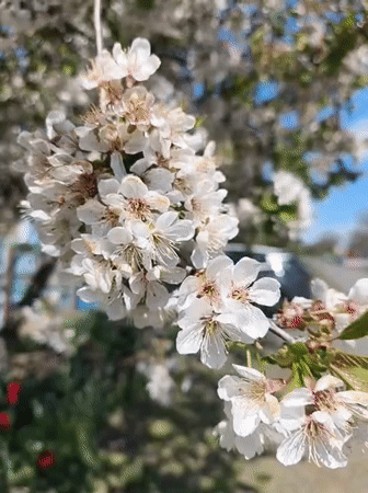 Spring flowers and rural moments documented in Poltavka, Ukraine