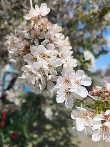 Spring flowers and rural moments documented in Poltavka, Ukraine