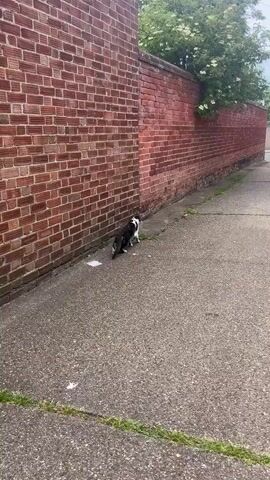 The video shows a black and white cat walking along the base of a long, red brick wall. The cat, appearing to be a tuxedo cat with black fur and white markings on its chest and face, is initially seen sniffing the ground before moving to the right, walking alongside the wall away from the camera. The ground is a paved surface, likely asphalt or concrete, with sparse grass growing in cracks near the wall.

The prominent red brick wall extends into the distance on the right, covered in green foliage and white flowers, possibly from a tree or shrub growing over it. The lighting suggests it is daytime, possibly overcast, as there are no strong shadows. In the background, beyond the wall, a street with parked cars (one white, one blue) and utility poles is visible under a light grey sky. There are no people visible, and no discernible text is present in the scene. The setting appears to be a back alley or a side path in what could be a residential or urban area in East Suffolk, United Kingdom.