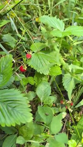 A hand is shown reaching for several wild strawberries growing on a plant. The hand gently picks two ripe, red strawberries. The background is filled with lush green foliage and other plants.