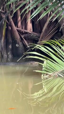 The video shows a murky body of water with reflections of palm fronds and tree trunks. In the background, large, textured palm trunks are visible, some appearing weathered and gray, others with a reddish-brown hue. Green palm leaves extend into the frame from the left and top, with some leaves resting on the water's surface and creating clear reflections. Partially submerged at the edge of the water, near the base of the palm trunks, is a monitor lizard. Its head and snout are visible, with its eye looking towards the left of the frame. The water is a dull olive green and appears still, with small ripples visible. The overall environment suggests a natural, possibly tropical or subtropical, wetland or riverside setting.