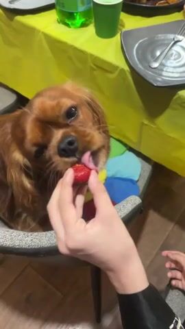 A close-up shot shows a person's hand holding a strawberry up to a Cavalier King Charles Spaniel. The dog is sitting in a chair and reaching out with its tongue to lick the strawberry. The dog is a rich, reddish-brown color with a light-colored muzzle and expressive eyes. The person's hand is in the foreground, and a portion of another person's arm is visible in the lower right corner.

The background is a bit blurry but suggests a domestic setting. A table is covered with a bright yellow tablecloth, and on it, a green bottle of liquid and a green cup are visible. A dark gray plate with a fork is also on the table. The dog is sitting on a chair with a colorful cushion that has a flower-like design in red, blue, yellow, and green. The floor is made of wooden planks.

The lighting appears to be indoor, and the overall mood is warm and intimate, suggesting a moment of shared affection and a treat being given to the dog. There is no visible text in the image. The scene is likely taking place indoors, possibly during a meal or a casual gathering.