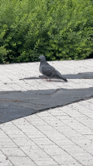 Man documents urban walk with selfies and pigeon sightings