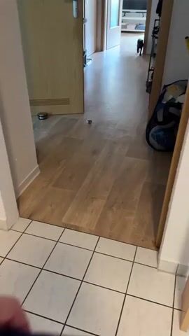 A hand holds a blue and yellow pouch of cat food labeled "Purrfect" and "Gutes für Genießer". The pouch is being shaken. In the background, a hallway leads to a room. A black cat is visible in the hallway, appearing to be walking away from the camera. The floor is tiled near the camera and wooden further down the hall.