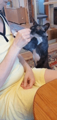 Pets gather in Pavlodar home during quiet afternoon