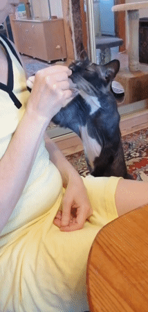Pets gather in Pavlodar home during quiet afternoon