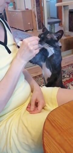 Pets gather in Pavlodar home during quiet afternoon