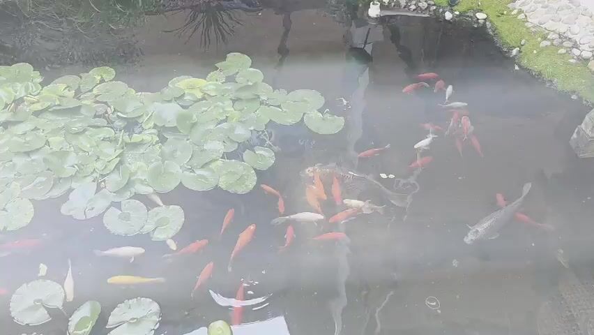 A group of fish, mostly red and white, swim in a pond with lily pads. One larger fish, possibly a koi, is visible in the center. The water is murky, and a part of a wooden structure is visible in the upper right corner of the frame.