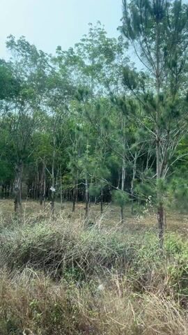 The video shows a roadside view of a rubber tree plantation with many trees, some equipped with black cups used for collecting rubber latex. The undergrowth is a mixture of grass and shrubs. The sky is visible above the trees. The camera appears to be moving, giving the impression of traveling past the plantation.