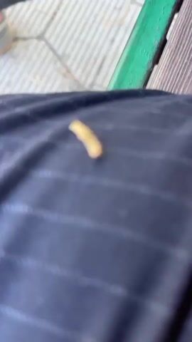 A close-up shot shows a small, pale yellow caterpillar on dark blue fabric with thin white stripes. A person's finger is visible briefly interacting with the fabric near the caterpillar. The background is blurred, but appears to be an outdoor setting with tiled ground and a green and wooden bench.