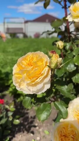 The video shows a close-up of a yellow rose in bloom, with several buds nearby. The rose is in a garden setting, with green grass, other flowers, and a fence in the background. The sky is blue with some clouds. The video is shot in daylight and appears to be taken on a sunny day.