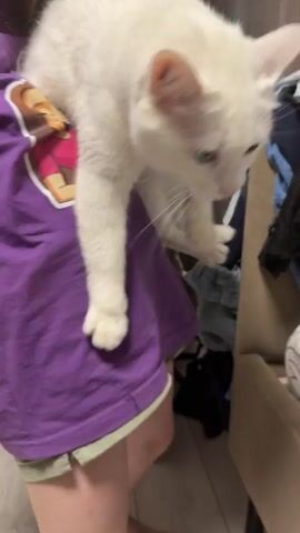 A young girl wearing a purple t-shirt with a graphic is holding a white cat. The cat has green eyes and pink ears and nose. The girl is holding the cat in front of her. The background includes a white door and some clothes.