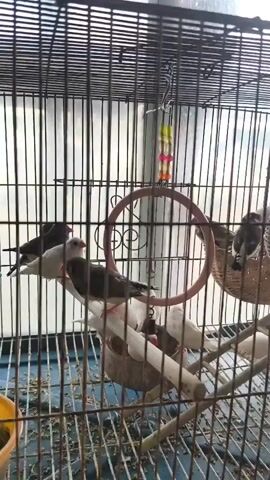 The video shows a cage of birds. The cage is made of metal bars. Inside the cage are several small birds. Some of the birds are white, and some are dark brown or black. One bird is perched on a white wooden dowel. Another bird is perched on a branch with a nest. There is a pink ring hanging from a chain in the center of the cage. There are also some colorful beads hanging from a chain at the top of the cage. The floor of the cage is covered in bird seed. The background appears to be a window with a vertical blind. The lighting is bright.