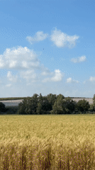 Golden wheat field sways in wind near Havat Shikmim
