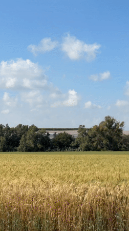 Golden wheat field sways in wind near Havat Shikmim