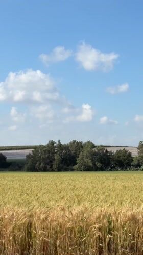 Golden wheat field sways in wind near Havat Shikmim