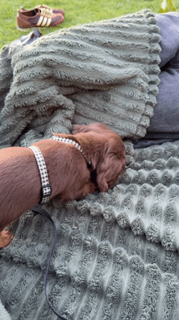 Late night park gathering with dachshund puppy in Montreal
