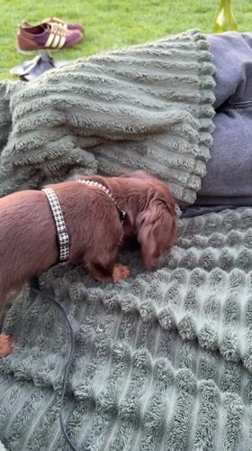 Late night park gathering with dachshund puppy in Montreal