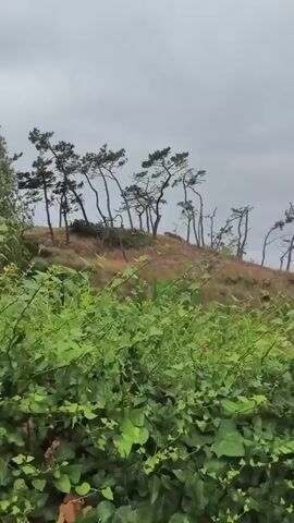 A video shows a grassy hill with several wind-swept trees on top. In the foreground, green foliage obscures the view, but the edge of a metal fence is visible. The sky is overcast and the weather appears cool.