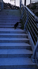 Visitor captures cats and coastal scenery at Ulsan seaside park