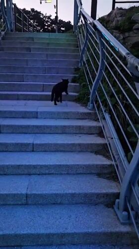 Visitor captures cats and coastal scenery at Ulsan seaside park