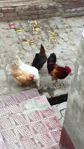 The image displays four chickens in an outdoor, utilitarian setting, likely a backyard or courtyard in Karamsar, Pakistan.

In the foreground, a light brown hen and a white hen are gathered around a small, yellowish trough or broken pipe segment, actively drinking water from it. To their right, a reddish-brown rooster with a distinctive red comb and black-green tail feathers stands upright, seemingly observing the other chickens or its surroundings. Further back and slightly to the left, a dark brown or black hen is positioned with its back mostly visible, looking away from the water source.

The ground is predominantly concrete, showing signs of wear and scattered with dry, yellowed leaves. In the lower left portion of the frame, red and white patterned concrete blocks or tiles are visible, adjacent to a narrow, dark drain or gutter. A plain gray concrete surface or wall borders the right side of the image.

The scene is illuminated by natural daylight, indicating either morning or afternoon. No visible text is present in the media file.