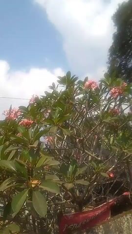 The video shows a medium shot of a flowering plant with pink blossoms and green leaves. The plant is in focus and fills most of the frame. In the background, there is a blue sky with some white clouds. The camera is panning slightly to the right, showing more of the plant and the sky. There is a brick wall or structure in the lower part of the frame, and a glimpse of a roof and trees in the upper right corner. The overall scene appears to be outdoors on a bright, sunny day.