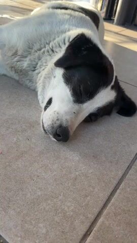 The video shows a black and white dog lying on a tiled floor, basking in the sunlight. The dog is relaxed, with its eyes closed and its body stretched out. The scene appears to be outdoors, possibly a patio or courtyard, given the tiled surface and the presence of furniture in the background, including chairs and tables. Sunlight casts long shadows, suggesting it is either early morning or late afternoon. The dog's relaxed posture and closed eyes convey a sense of peace and contentment. No visible text is present in the video.