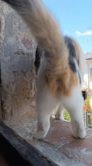 Backyard barbecue gathering with pets documented in Viadana, Italy