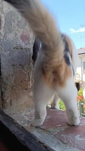 Backyard barbecue gathering with pets documented in Viadana, Italy